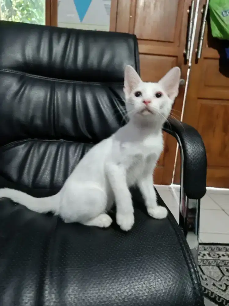 Kitten Persia Munchkin Ns Putih Betina