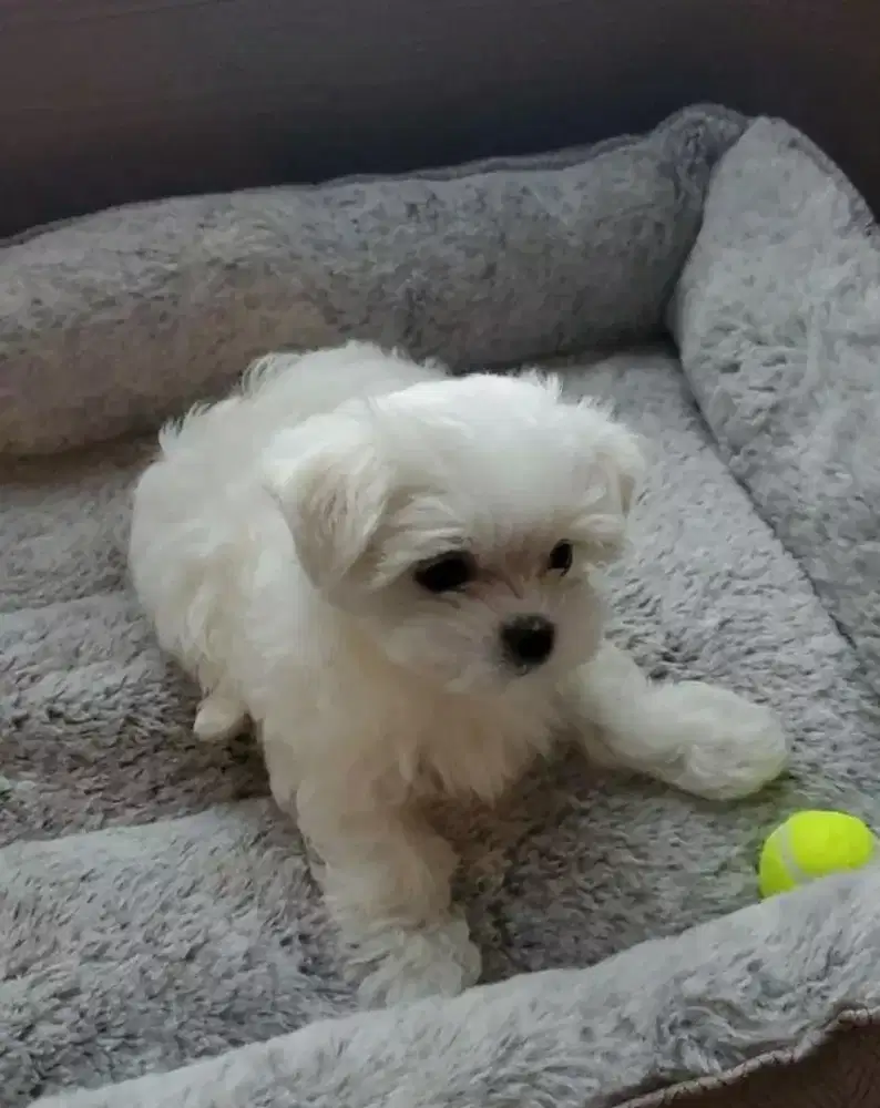 DIJUAL ANAK ANJING MALTESE MIX BICHON FRISE