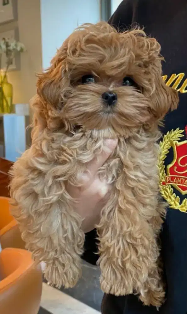 DIJUAL ANAK ANJING MALTESE MIX POODLE