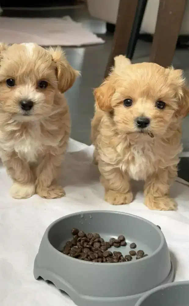 DIJUAL ANAK ANJING MALTESE MIX POODLE