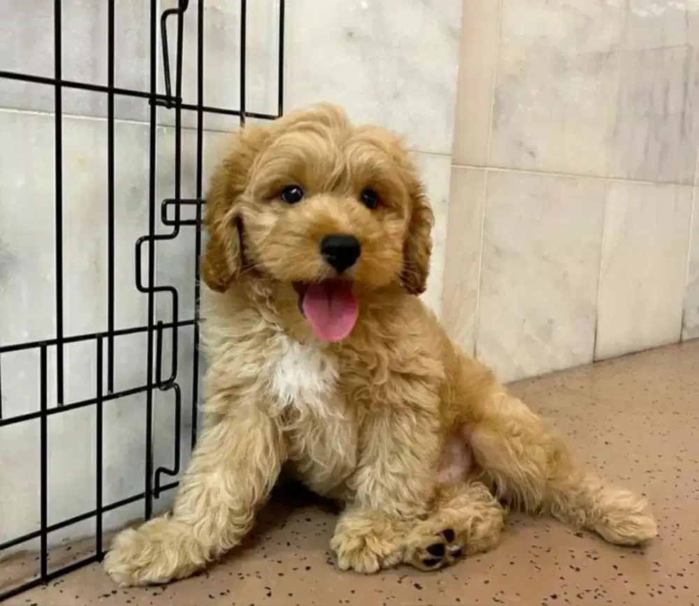 DIJUAL ANAK ANJING MALTESE MIX POODLE