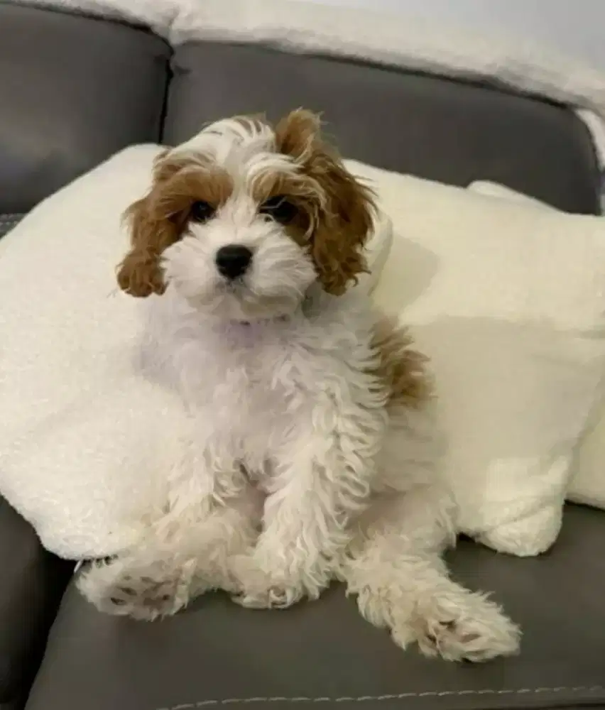 DIJUAL ANAK ANJING POODLE MIX BICHON