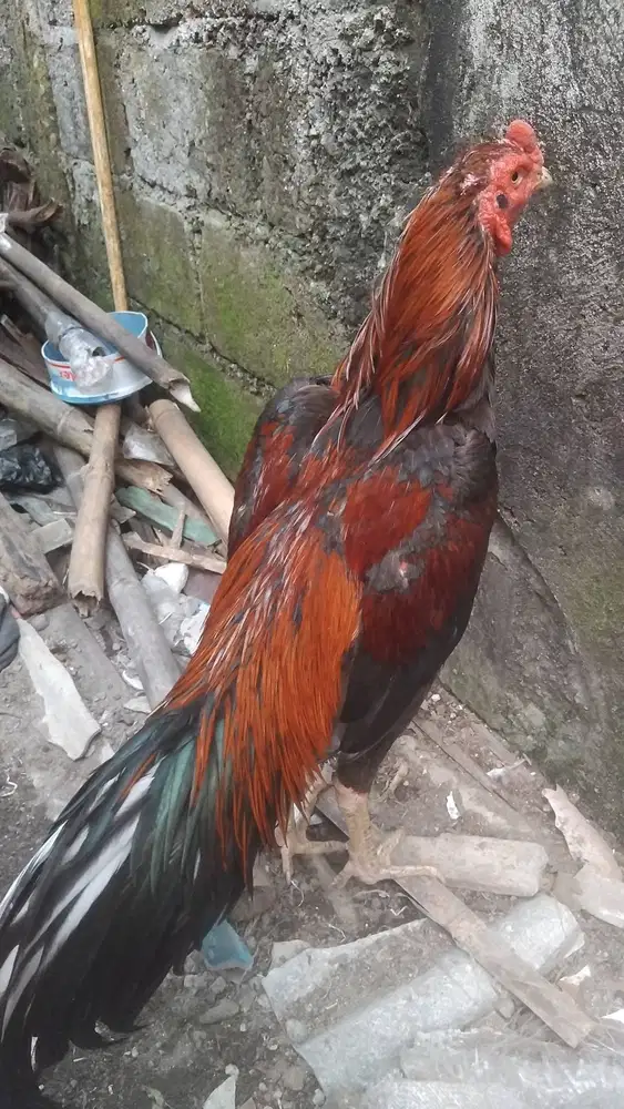 Ayam bangkok atau mangon muda nyulam