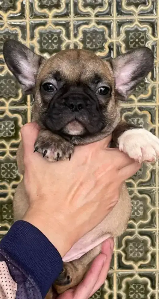 Trench bulldog jantan kaos kaki