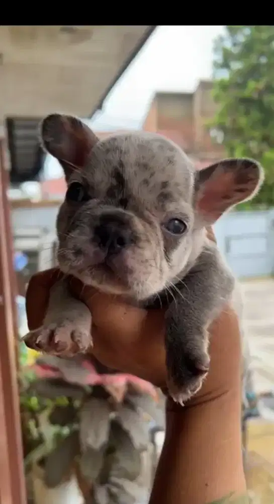 French bulldog betina blue marle