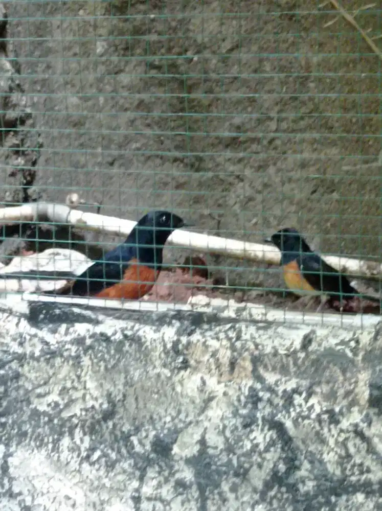 Produksi an yg mo lanjutin