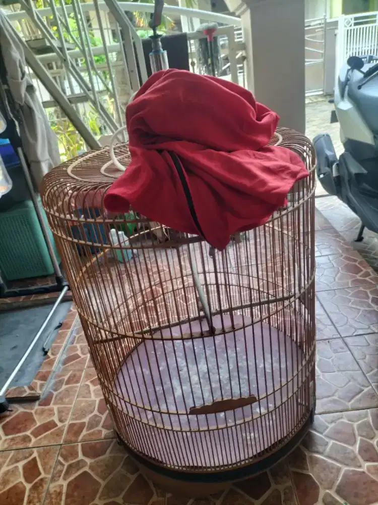 Sangkar bulat murai batu full set