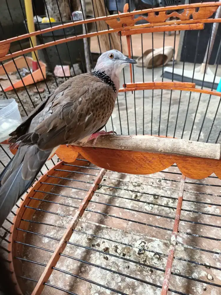 Derkuku tekukur Kelantan