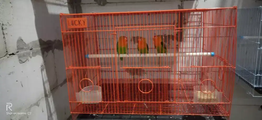 Lovebird paud 3ekor