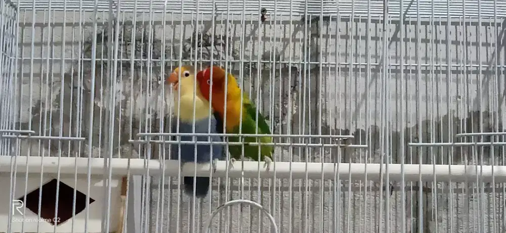 Lovebird sepasang produk