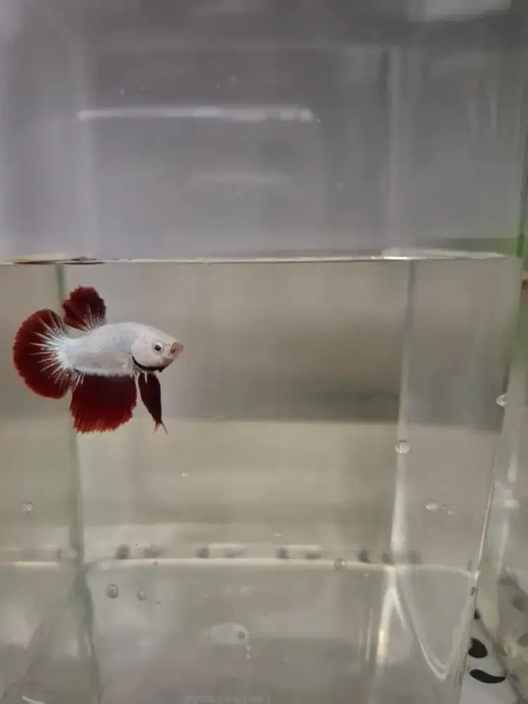 Ikan Cupang Red Dragon Snow