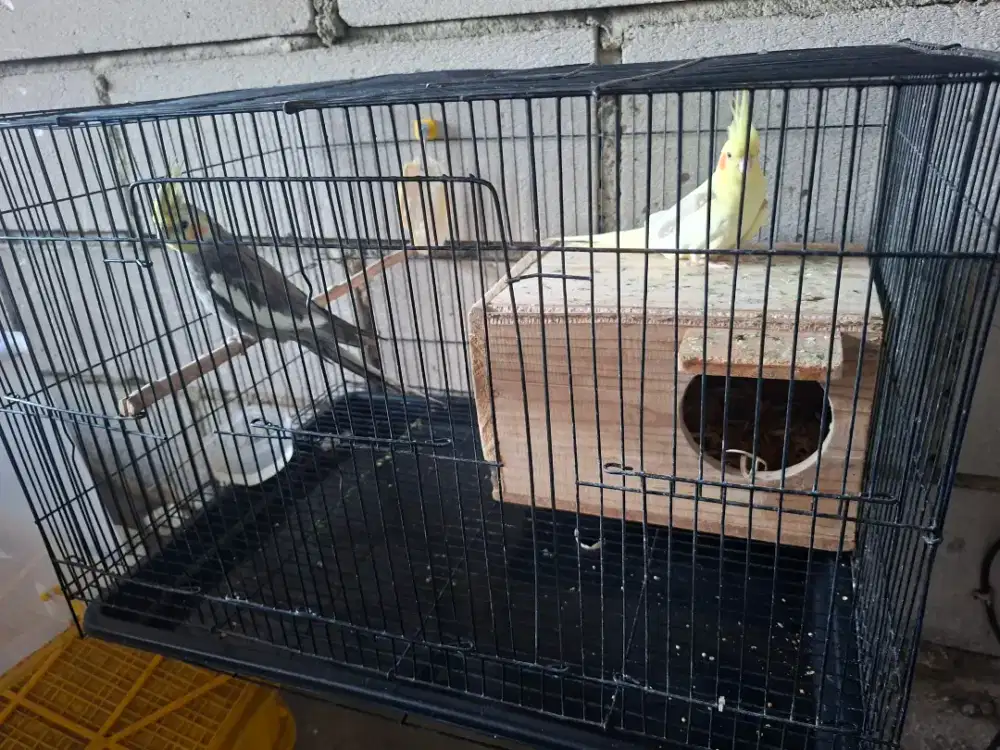 Burung parkit australia / falk