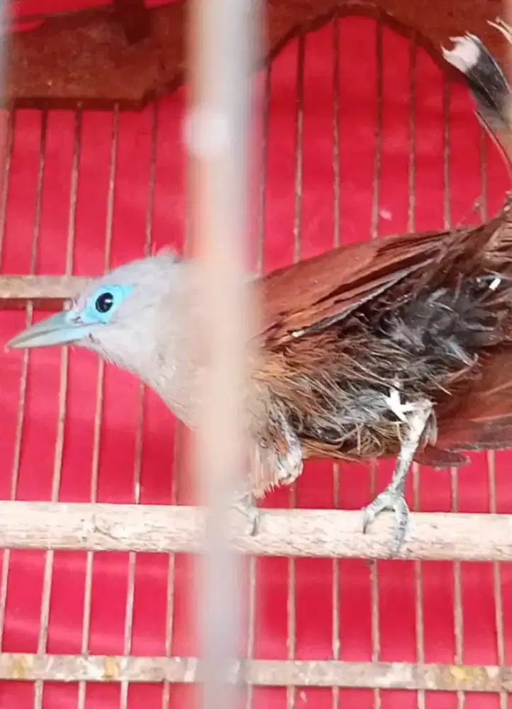 Burung Kadalan selaya