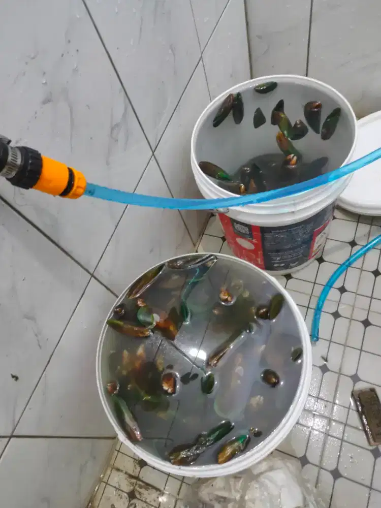 Dibutuhkan tenaga membersihkan kerang hijau