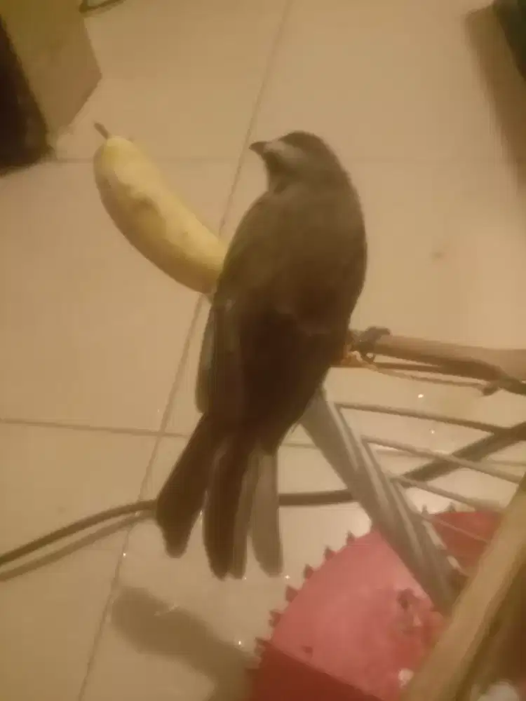 Burung jogjog dah jinak