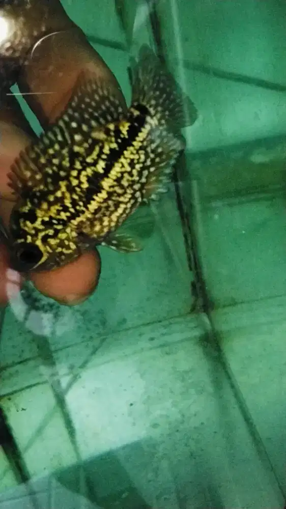 Louhan kamfa F2 Thailand