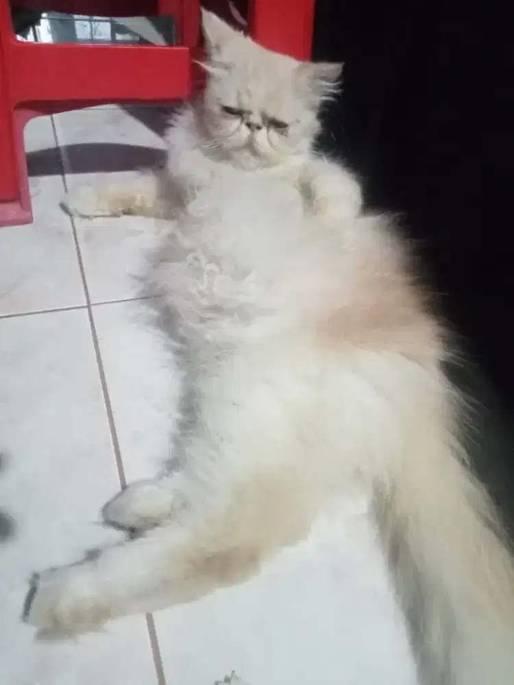 Jual cepat murah sepasang kucing persia peaknose extreem istimewa