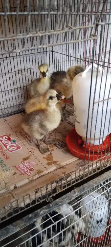 Soang/angsa benggala