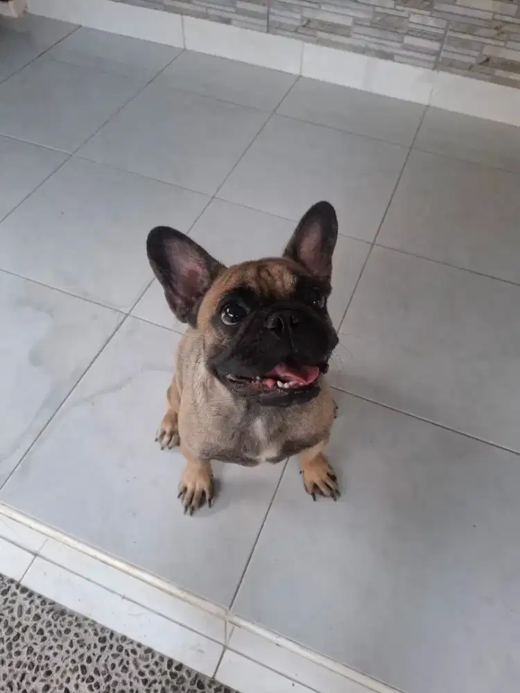 FRENCH BULLDOG Female