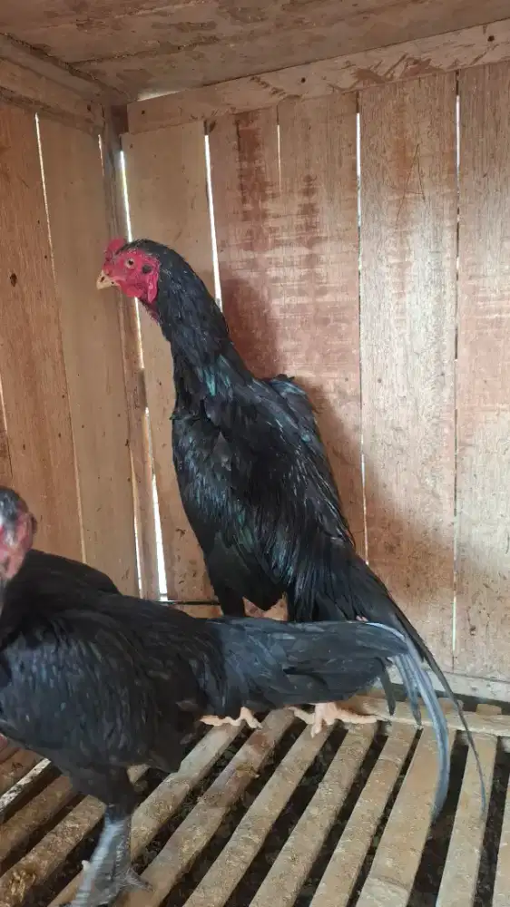 Ayam aduan satu jodo