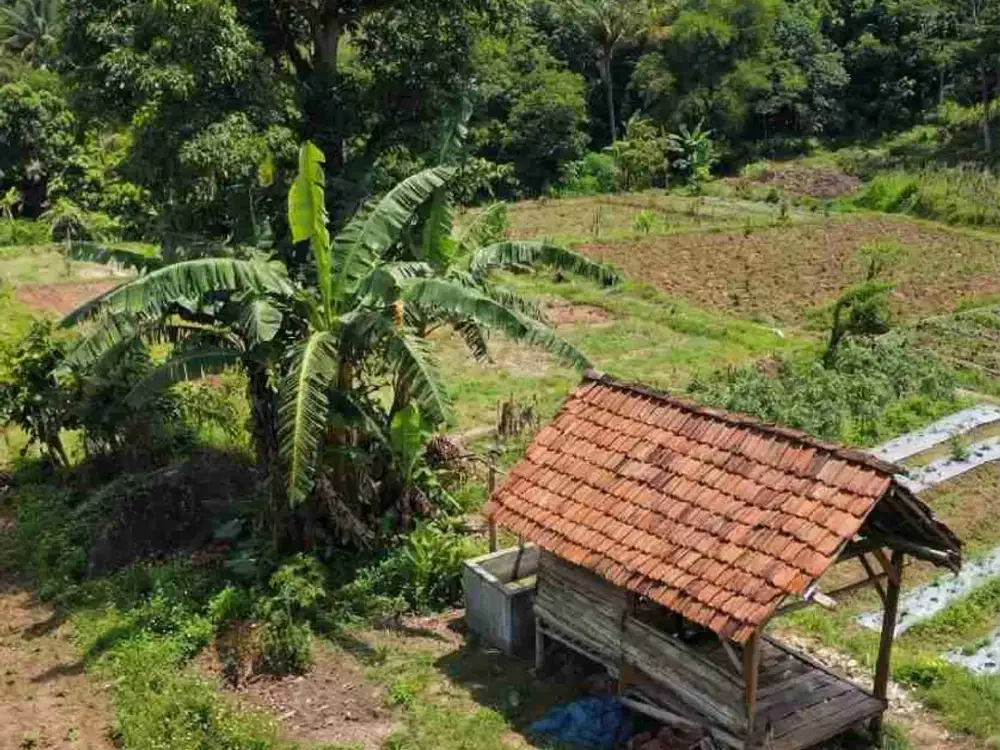 Tanah dijual 1,3 hektar cocok ternak ayam dekat Parung panjang