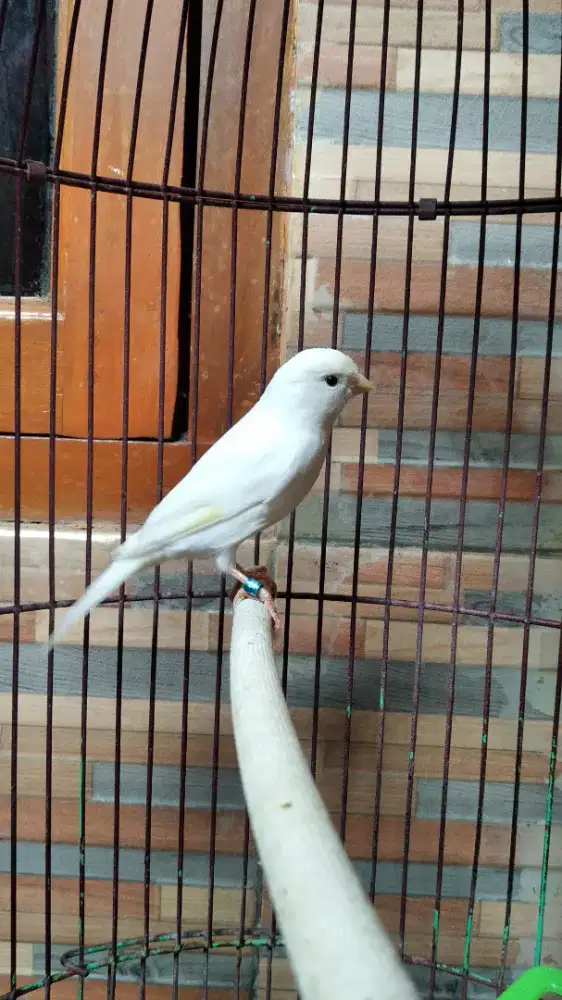 Burung kenari jantan lokal dewasa