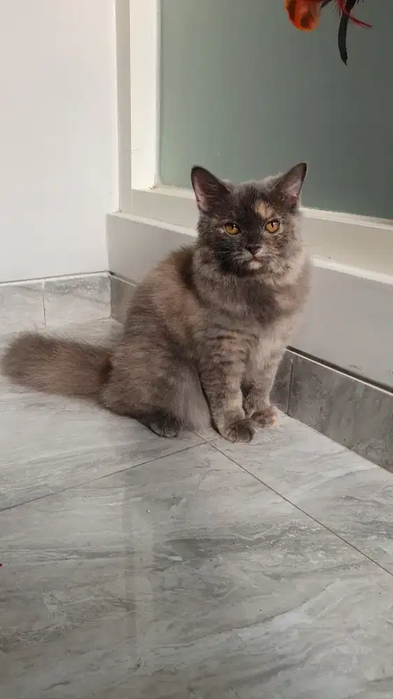 MUNCHKIN NS LH BLUE TORTIE