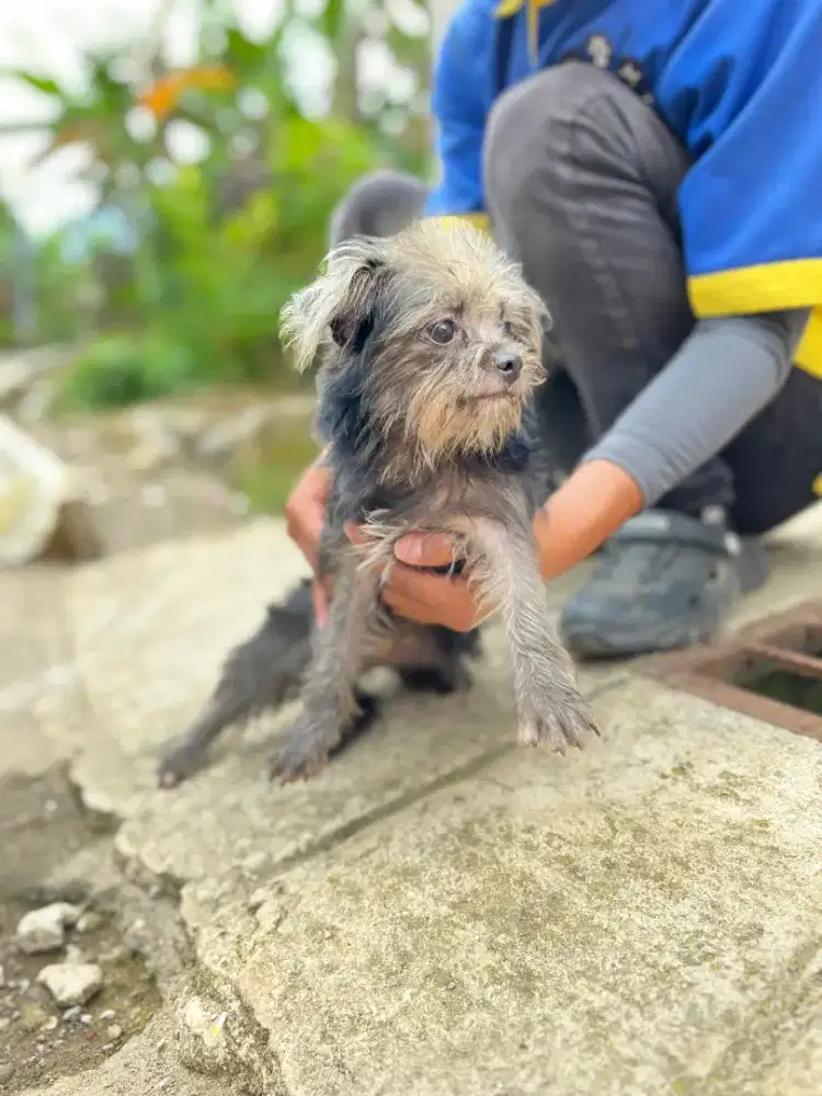 Anjing maltis mix cihua2 betina