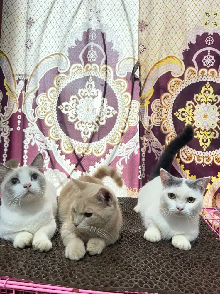 Kucing jantan bsh munchkin kaki pendek cebol (british shorthair)