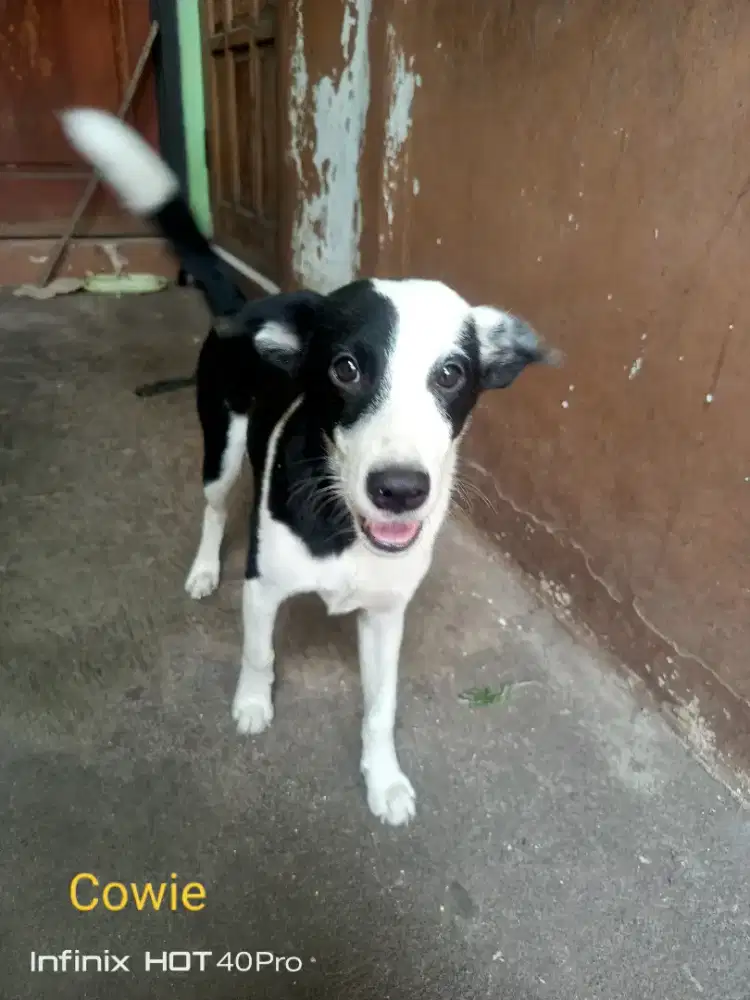 Hibah anak anjing mixed breed