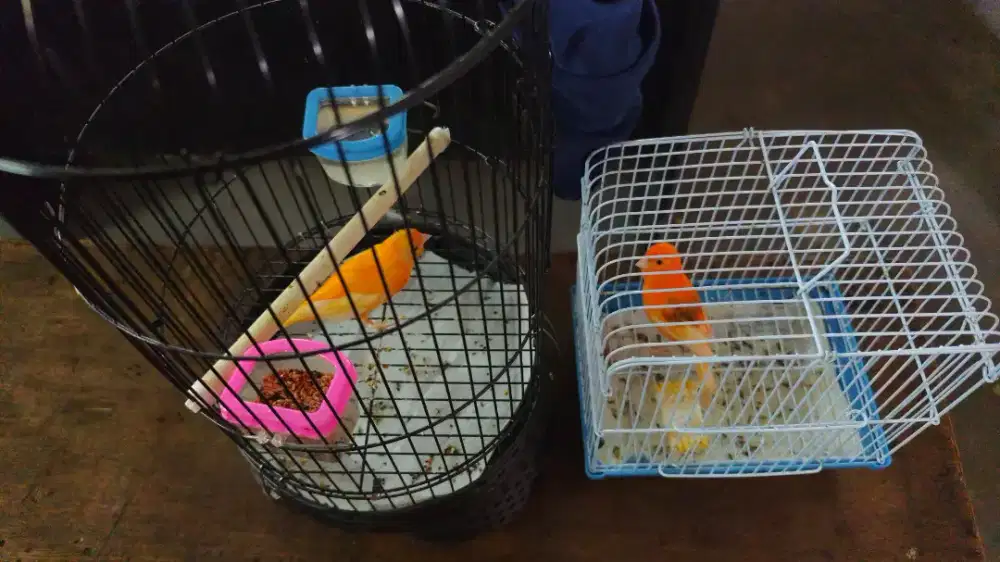 Red Canary ; Red kenari ; merlok