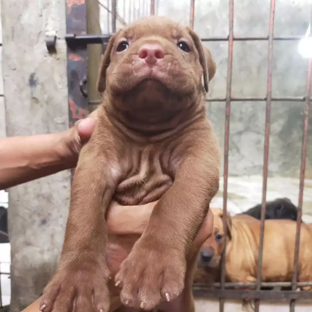 JUAL ANAK PITBULL JANTAN BETINA BAHAN BESAR UMUR 4 MINGGU