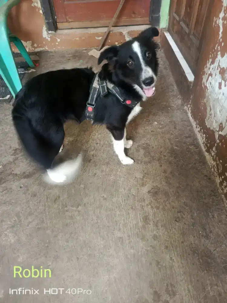 Hibah anak anjing mixed breed