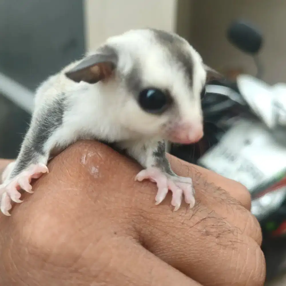 Anakkan tunggal unsex