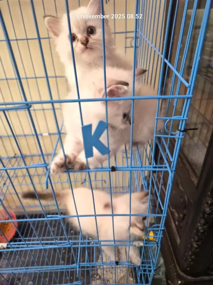 Open Adop Kucing Anggora Jenis Siam Himalaya