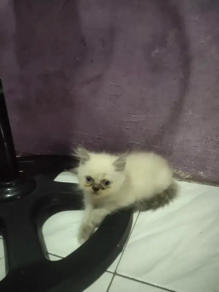 Lepas kucing himalaya