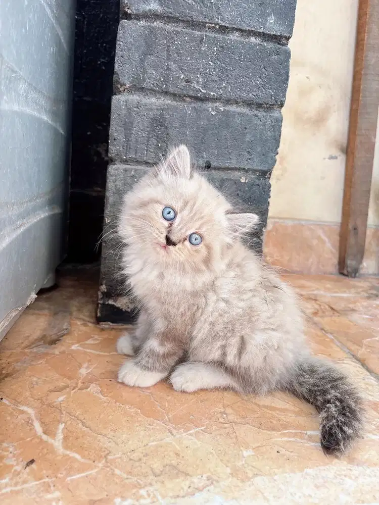 Jual Anakan Kucing Persia