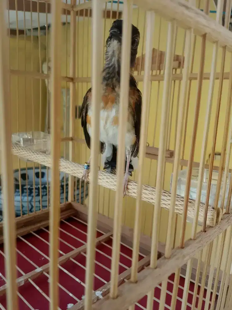 Murai trotol jantan 2,5 bulan