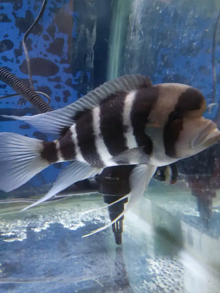 Ikan Frontosa 25cm