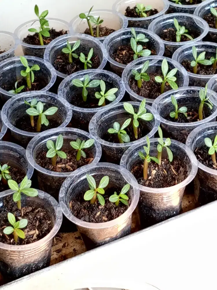 Bibit adenium Kamboja