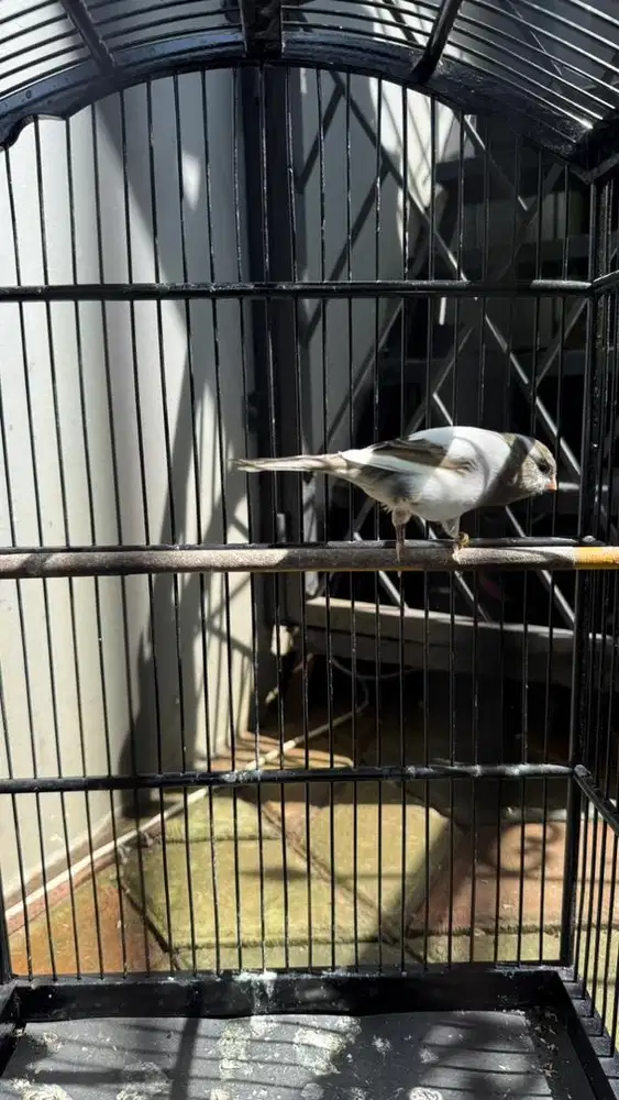 Kenari yorkshire betina panda