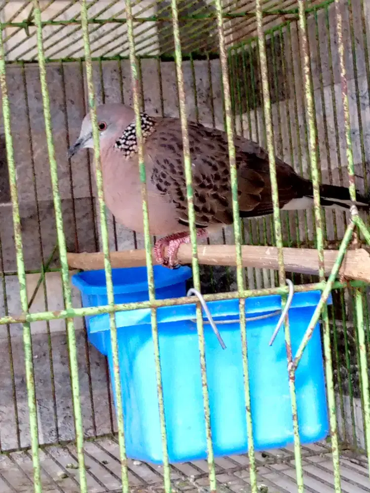 Burung tekukur kuk 1