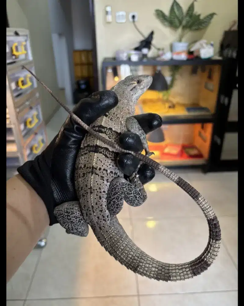 BLACK SPINNY TAILED IGUANA (IGUANA SIMILIS)