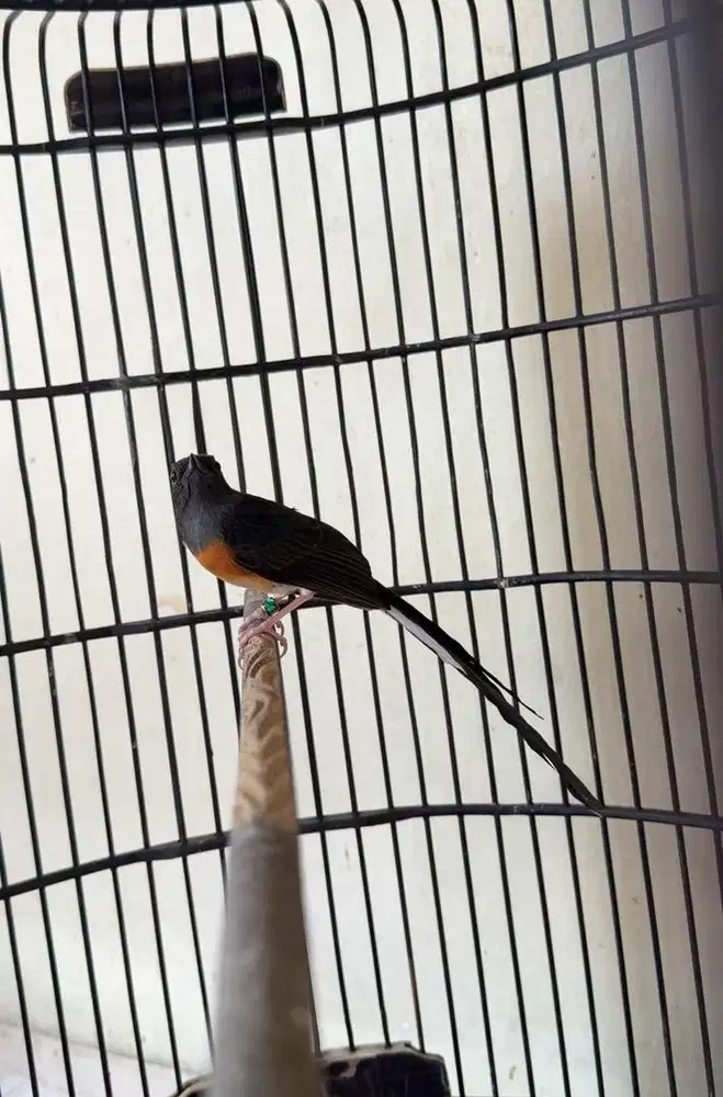 murai batu betina ekor 19cm