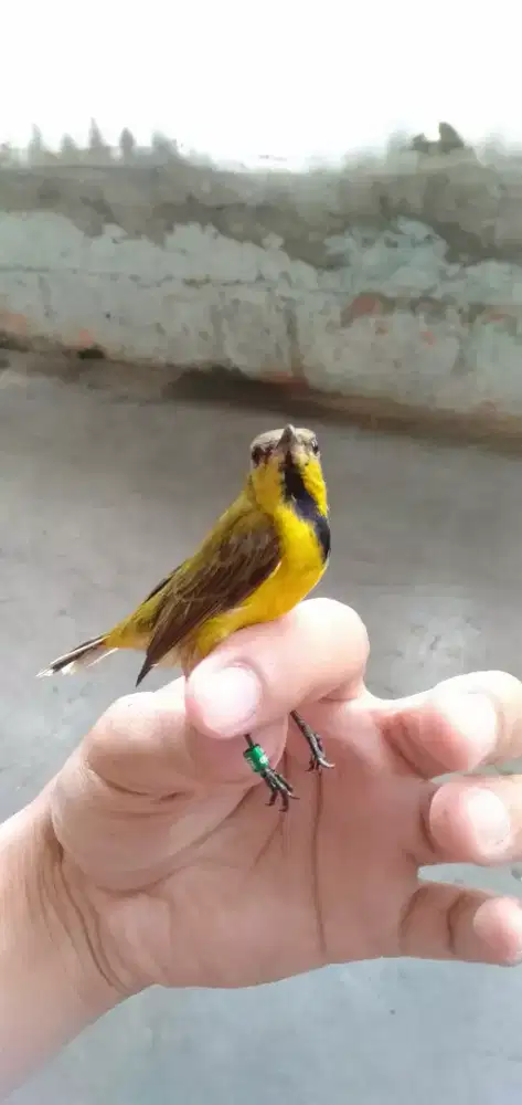 Sogon Jantan Rawatan dari Ijoan