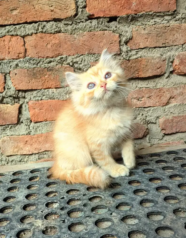 Kucing persia jantan 2 bulanan sehat gembul aktif