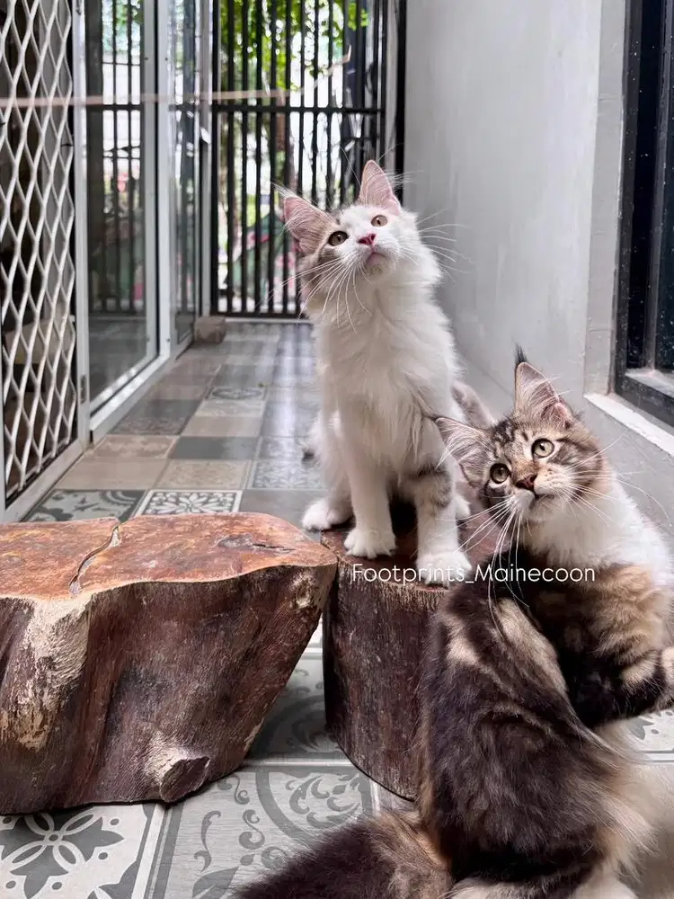 Limited Offer Kitten Mainecoon Kucing Maine Coon