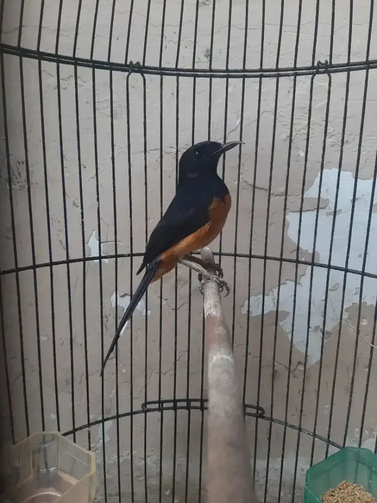 Burung murai batu betina