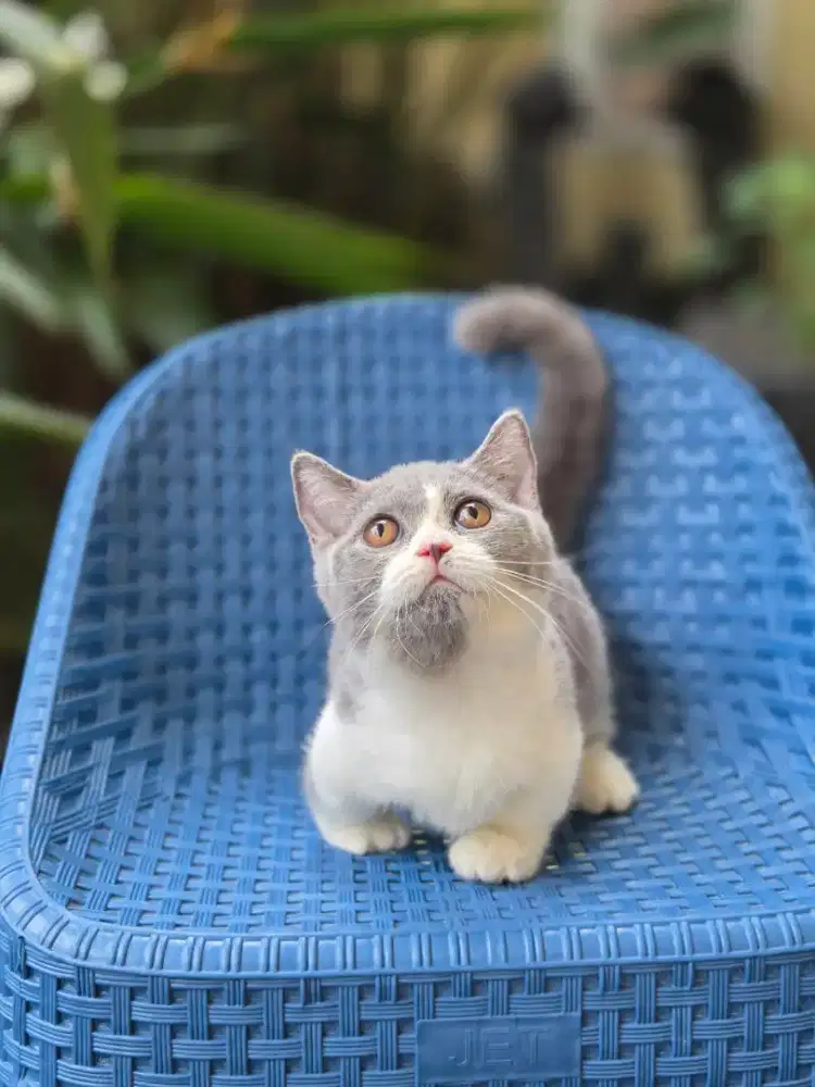 Munchkin bsh bicolor blue/ scottish/british