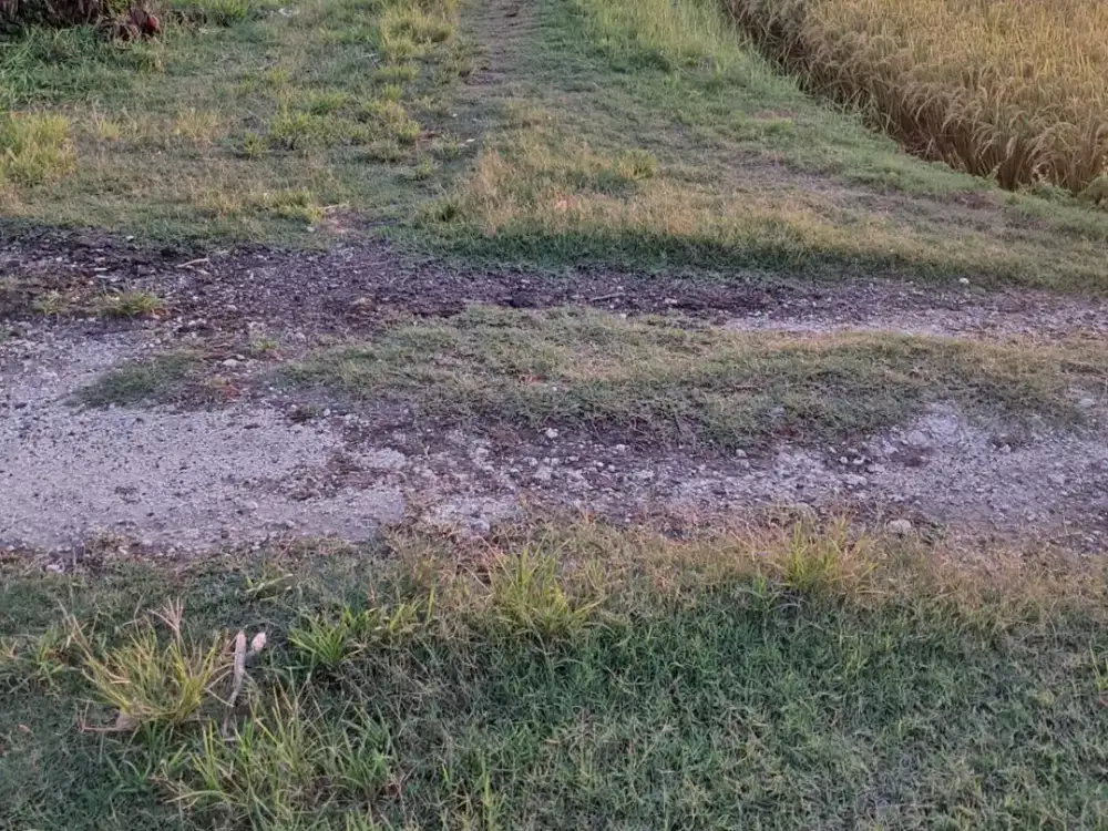 Tanah Pantai Pasut Tabanan